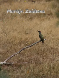 Iberische groene specht [Picus sharpei]